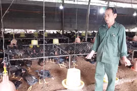 Thu nhập ổn định nhờ nuôi gà trên đệm lót sinh học