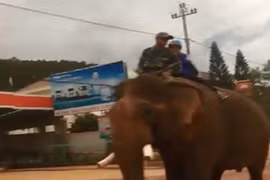 Thích thú với hình ảnh học sinh Đắk Lắk cưỡi voi về nhà