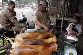 Hà Nội vận động không ăn thịt chó: Ai ủng hộ?