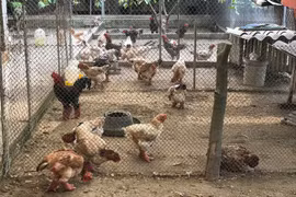 Thu gần tỷ đồng/năm nhờ nuôi giống gà 'chân to' quý, hiếm