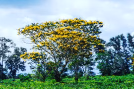 Ngỡ như đang ngao du"xứ Hàn" mùa hoa muồng vàng rực góc trời Gia Lai