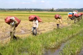 Nông dân huyện Ia Pa phấn khởi vì lúa được mùa, giá cao