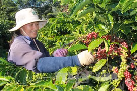 Nông dân Đắk Lắk ngại tái canh cà phê vì mất giá