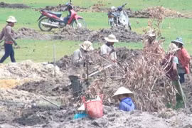 Thương lái "hét giá" đá đen, dân đổ xô đào bới