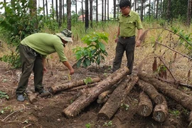 Lâm Đồng: Đề nghị điều tra xử lý nghiêm vụ chống đối, hành hung cán bộ tuần tra, bảo vệ rừng