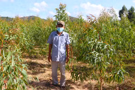 "Sống khỏe" nhờ trồng rừng