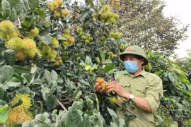 Mùa chôm chôm "đắng" ở Ia Tô