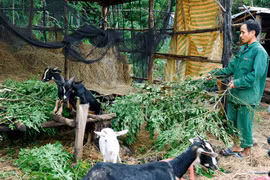 Mang Yang: Thoát nghèo nhờ chuyển đổi cây trồng, vật nuôi