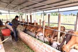 Triển khai tiêm vắc xin viêm da nổi cục trên trâu, bò