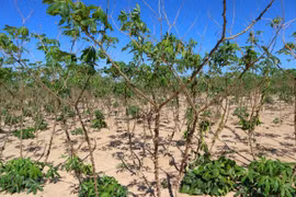 Từ 1/9 sẽ áp dụng quy định về hỗ trợ việc làm khi Nhà nước thu hồi đất