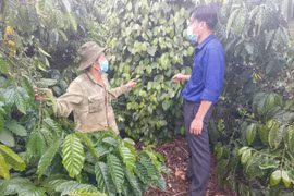 Chư Prông: Các mô hình khuyến nông còn dàn trải