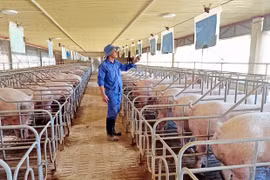 Nghịch lý cần tháo gỡ