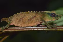 Phát hiện loài bò sát tí hon quý hiếm tưởng đã tuyệt chủng