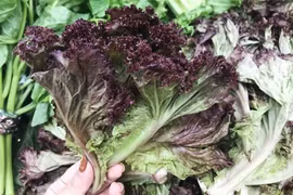 Những người không nên ăn rau xà lách