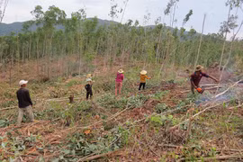 Mưu sinh thời Covid-19: Vất vả chốn non cao