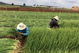 Không để nông thôn tổn thương