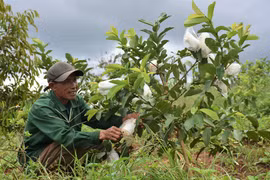 Chư Prông hỗ trợ người dân phát triển sản xuất