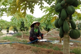 Phú Yên: Trồng đu đủ giống lạ, cây thấp tè đeo trái quá trời, hái bán 60 tấn, lãi 250 triệu đồng