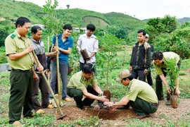 Trồng mới 8.000 ha rừng: Chạy đua với mùa mưa