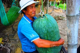 Bình Định: Bí đao khổng lồ được người dân chuyển vào TP.HCM với lời nhắn đặc biệt viết lên quả bí