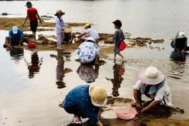 Sông Vệ mùa don