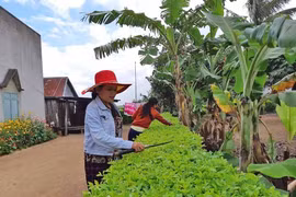 Làng Jun khởi sắc