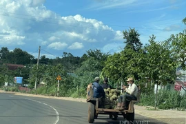 Covid-19 Đắk Lắk: Vựa trái cây đặc sản lớn nhất Tây Nguyên căng mình tìm nơi bán sản phẩm