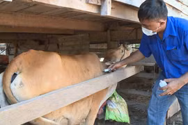 Gia Lai: Khẩn trương tiêm 40.000 liều vắc xin phòng bệnh viêm da nổi cục