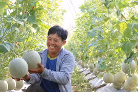 Quảng Ngãi: Chán trồng dưa hấu, anh nông dân trồng thứ quả tròn như trái bóng, dịch giã như thế vẫn bán có lời