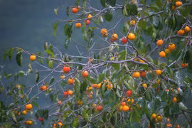 Đà Lạt: Ngắm mùa hồng chín trên đồi chè Cầu Đất