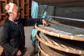 Nông dân Ia Pếch gắn bó với nghề "ăn cơm đứng"