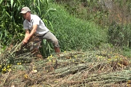 Lâm Đồng: "Ngấm đòn" vì dịch nhưng người trồng hoa vẫn quyết chơi lớn đợi cuối năm gỡ gạc