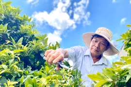 Giữ cánh hoa bay...