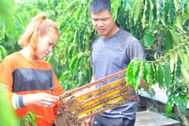 Lâm Đồng: Nuôi ong mật an toàn sinh học trong vườn cà phê, vừa bán sữa vừa bán mật, nhiều người kéo đến xem