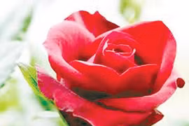 Tháng của tình yêu lan tỏa trong tâm tưởng