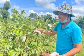 Nông dân Mang Yang tiêu thụ nông sản qua mạng xã hội