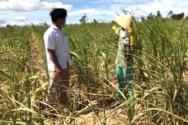 Kbang: Nguy cơ thất thu mía vì nắng hạn