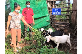 Chư Păh tạo sinh kế cho đồng bào dân tộc thiểu số