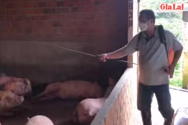 Ia Grai chủ động phòng-chống dịch bệnh trên đàn gia súc