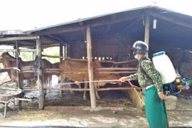 Đak Pơ: 8 xã, thị trấn có bệnh viêm da nổi cục trên trâu, bò