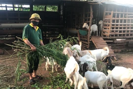 Nông dân Chư Pưh vượt khó làm giàu