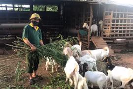 Nông dân Chư Pưh vượt khó làm giàu