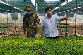 Đak Pơ: Nông sản bế tắc đầu ra