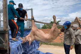 Ia Pa: Người chăn nuôi điêu đứng vì dịch chồng dịch