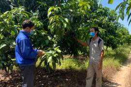 Pờ Tó phát triển cây ăn quả
