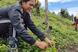 Kon Tum: Ở nơi này trồng thứ sâm bò dưới đất, mọi năm thương lái tranh nhau mua, năm nay vắng lặng như tờ