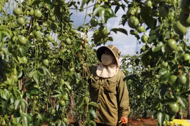 Nông dân Gia Lai phấn khởi vì giá chanh dây tăng cao