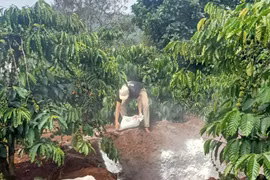 Chư Păh: Xuất hiện dịch tả heo châu Phi tại xã Ia Khươl