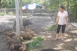 Hỗ trợ 3 tỷ đồng nuôi heo bản địa dưới hệ thống điện mặt trời