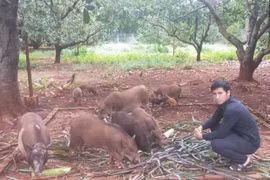 Đức Cơ bảo tồn và phát triển giống heo Brong